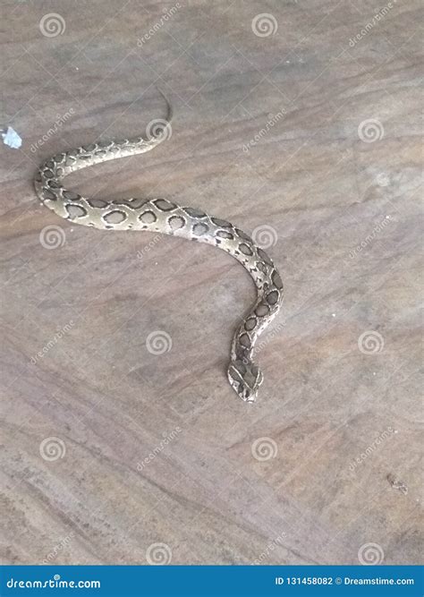 can snake scared at home 4