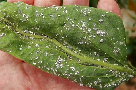 Cómo combatir la cochinilla algodonosa en plantas aromáticas y