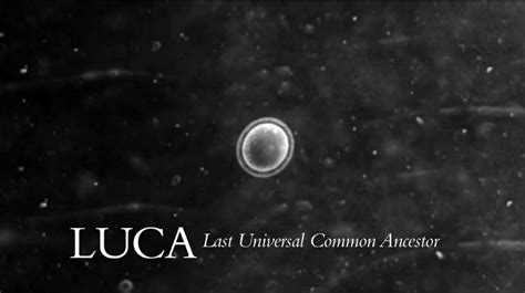 Scientists discovered LUCA, a single-celled organism thought to be the ...