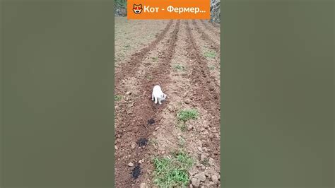 Кот - Фермер (пока зарывать картошку) #видеоприколы #вирусный #кошки ...