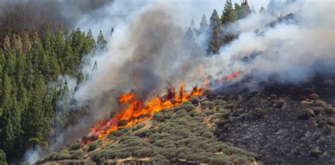 Un Incendio Forestal Quema M S De Mil Hect Reas En Isla Espa Ola De