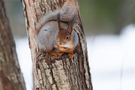 Eichh Rnchen Im Winter Sitzt Auf Einem Baumstamm Mit Schnee Eurasisches