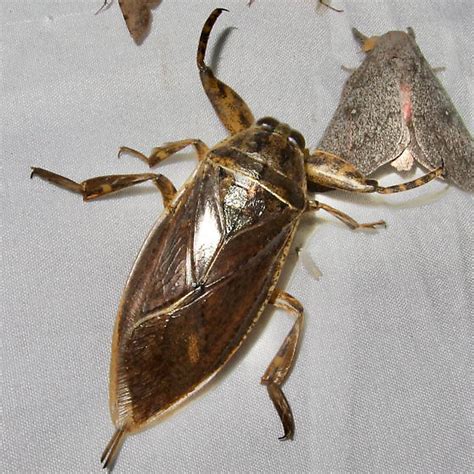 Lethocerus Medius Bugguide Net