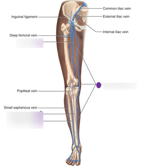 Leg Veins Diagram Quizlet