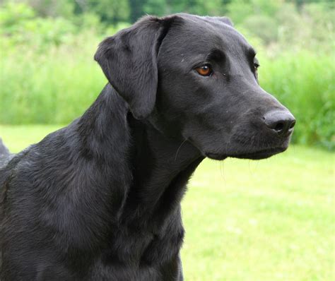 Black Lab Jack Russell Terrier Mix Jackador Poochband