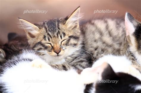 眠る野良猫の子猫 写真素材 4784375 フォトライブラリー Photolibrary