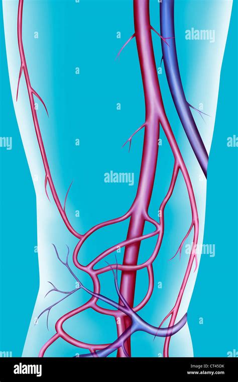 LOWER LIMB BLOOD CIRCULATION Stock Photo Alamy