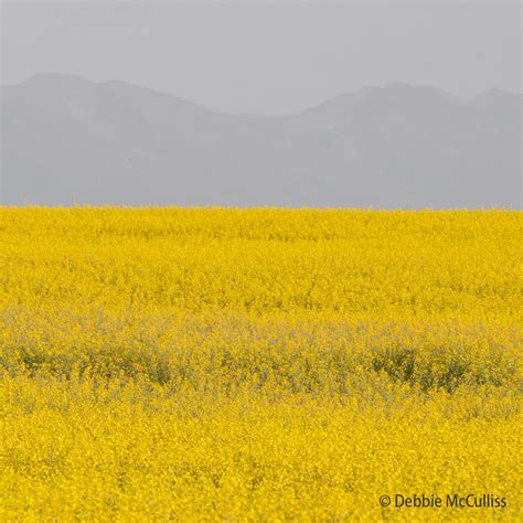 Canola Field Kalispell Montana Debbie Mcculliss Photography