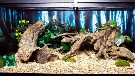 Decorating Your Corn Snake Terrarium | MyPetCareJoy