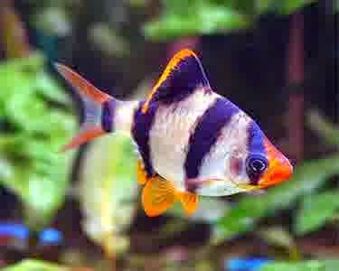 Ikan Hias Kecil Tercantik Berbentuk Mungil | Kumpulan Aneka Ikan Hias