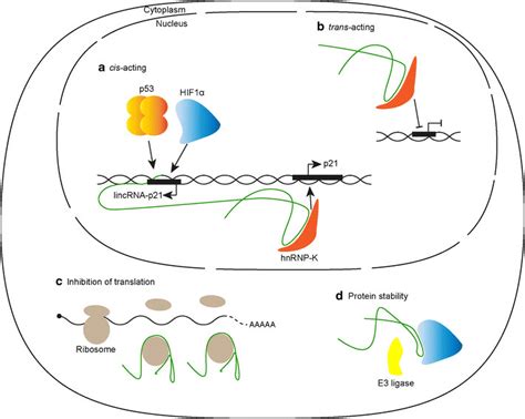 The Four Functions Of Lincrna P Lincrnas Perform A Wide Variety Of