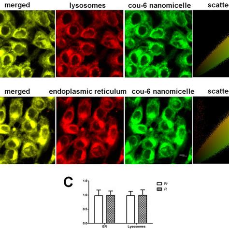 Intracellular Trafficking Of Nanomicelles In Lysosomes And Endoplasmic