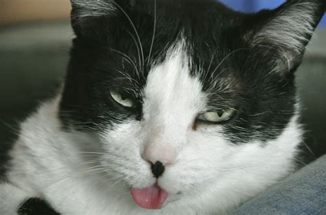 What Does It Mean When A Cats Tongue Is Sticking Out At Susan Hayles Blog