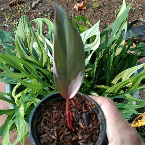 Jual Tanaman Hias Philodendron Pink Princes Daun Satu Shopee Indonesia