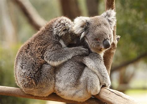 Koala Hug Stock Photos Pictures And Royalty Free Images Istock