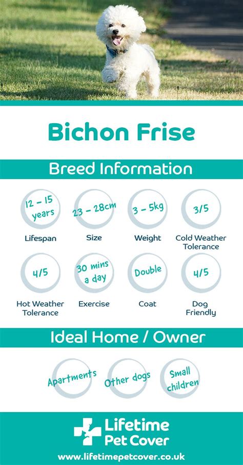 Bichon Frise Size Chart