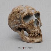 Neanderthal Atlas Reconstruction Bone Clones Inc Osteological