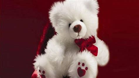 Baby Bear Wallpaper 1440x1280 61003 Baltana