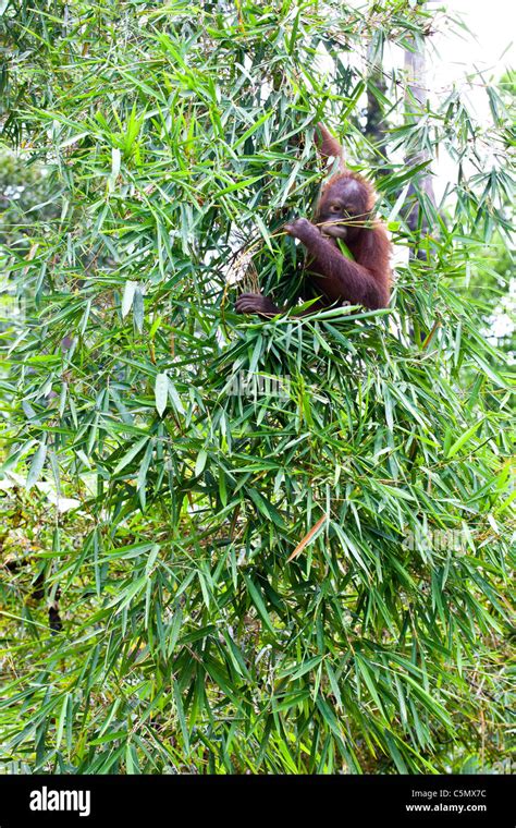 Rony A 7 Year Old Orangutan Pongo Pygmaeus Eats In A Tree At The