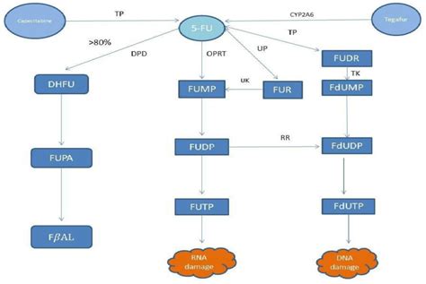 5 Fu Metabolic Pathways Capecitabine And Tegafur Are Converted To 5 Fu