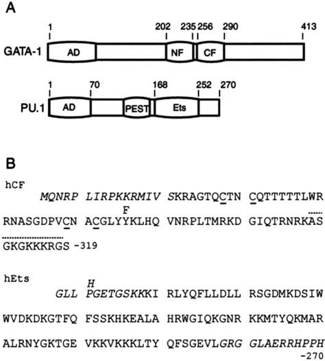 Domain Structures Of GATA 1 And PU 1 A Schematics Of Human GATA 1 And