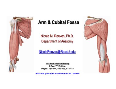 6 Arm And Cubital Fossa