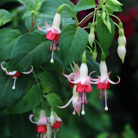 Some Pink And White Flowers Hanging From A Tree