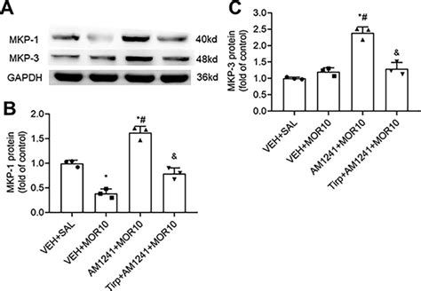 Cannabinoid Receptor Type Agonist Reduces Morphine Tolerance Via