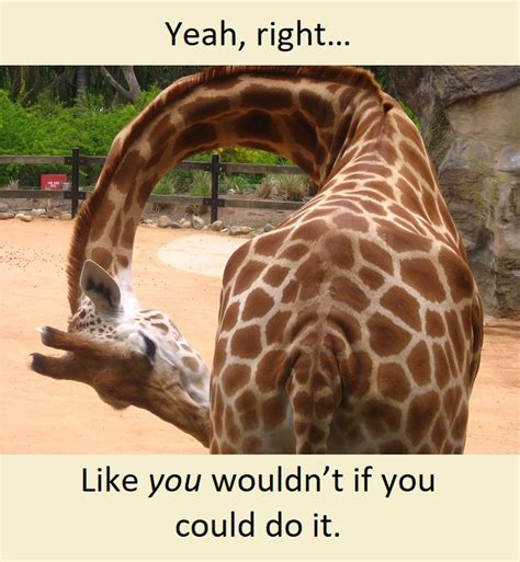 Giraffe Meme