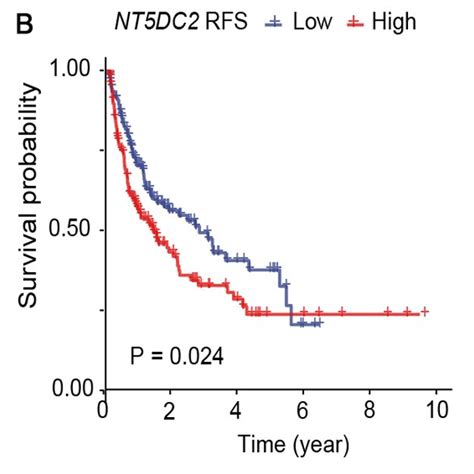 NT5DC2 Gene Upregulation Reduces OS And RFS In Patients With HCC A