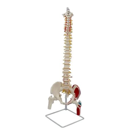 HUMAN SPINE MODEL Life Size With Pelvis Nerves Flexible Vrtebrae Spinal