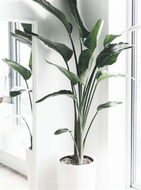 Plantas De Interior Con Flor Resistentes - Bios Pics