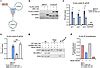 Jci Insight The Proto Oncogene Src Phosphorylates Cgas To Inhibit An