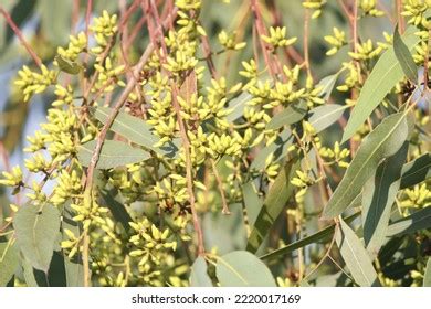 Close View Eucalyptus Tree Seeds Stock Photo 2220017169 | Shutterstock