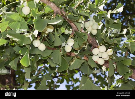 El Ginkgo Biloba Conocido Nmente Como El Ginkgo O Gingko Tambi N