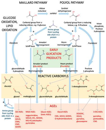 Cells Free Full Text Advanced Glycation End Products Ages