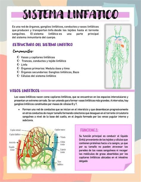 Sistema Linfático L Y S E uDocz