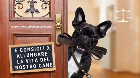 Consigli Per Allungare La Vita Del Nostro Cane Avvocato Angelo Massaro