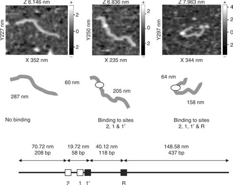 Analysis Of MelR Binding Using AFM Representative AFM Images Of The