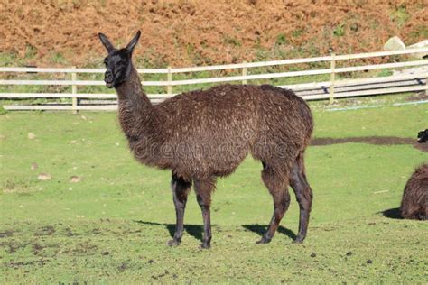 Llama. stock photo. Image of nature, animal, grass, guanaco - 79004004