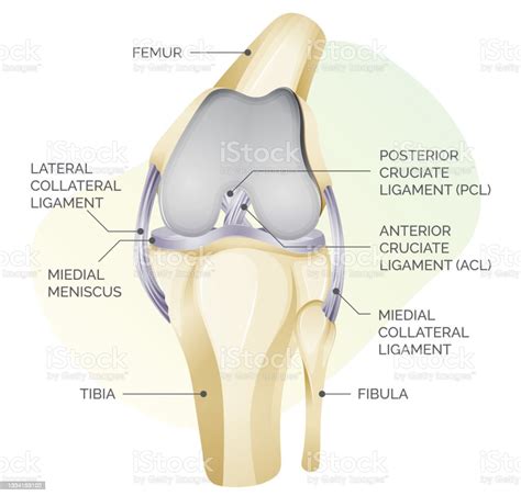 Knee Cartilage Anatomy Illustration向量圖形及更多膝頸圖片 膝頸 半月板 人體構造 Istock