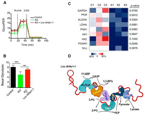 ncRNA Free Full Text TGF β Upregulated Lnc Nr6a1 Acts as a