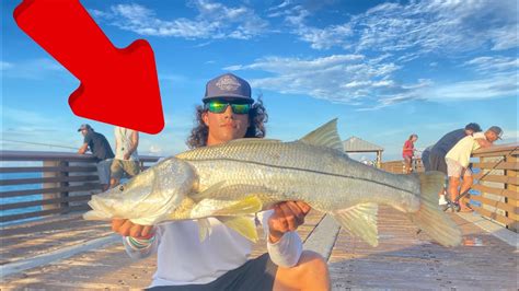 Juno Pier Snook Fishing Insanity Youtube