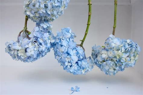 How To Dry And Preserve Hydrangea Flowers