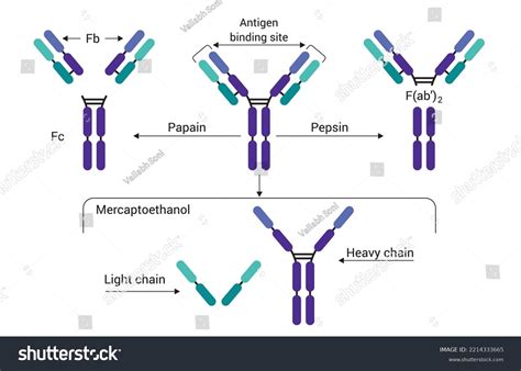 Antibody Structure Immunoglobulin Enzymes Papain Pepsin Stock Vector Royalty Free 2214333665