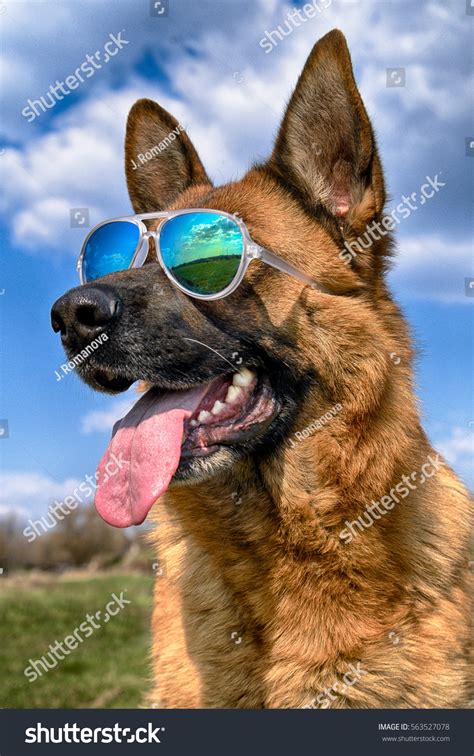 Cool German Shepherd Dog Mirrored Sunglasses Stock Photo Edit Now