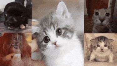 Cat Exploding Dog Exploding GIF - Cat exploding Dog exploding Monkey exploding - Discover ...