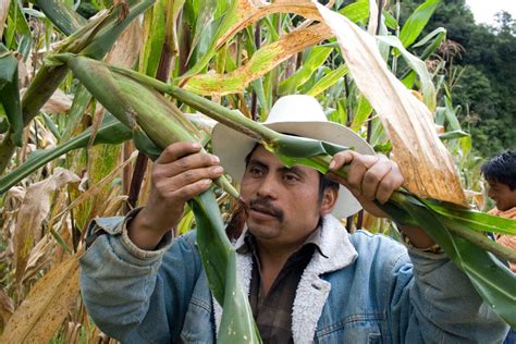 Producción Para El Bienestar Transforma El Campo Secretaría De