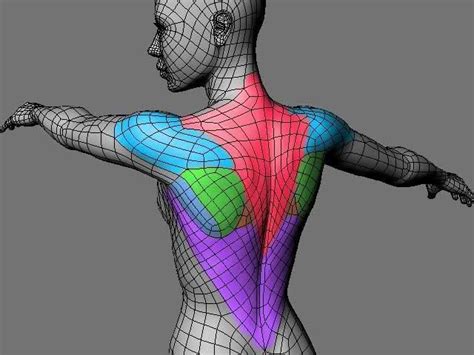 Best Human D Topology Images On Pinterest Wire Mesh Screen