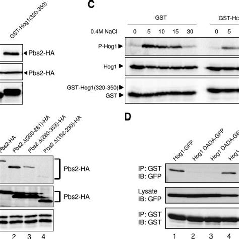 Pbs2 Binding Domains Cd And Pbd 2 In Hog1 A A Schematic Diagram Of Download Scientific